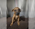 Small #1 Box heeler