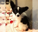 Small #5 Papillon