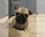 Small Photo #2 French Bulldog Puppy For Sale in EMORY, TX, USA