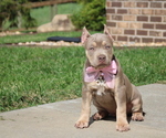 Puppy Red Collar American Bully