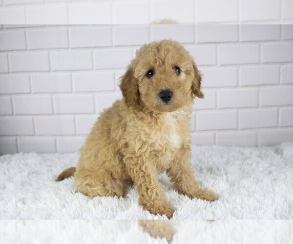 Medium Photo #2 Bichpoo Puppy For Sale in SUGARCREEK, OH, USA