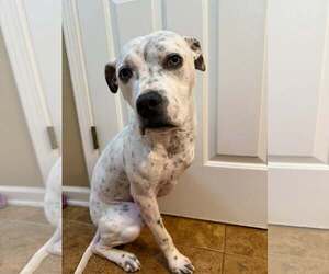 Susie - Female Mutt Dog for Adoption - Photo #5