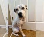 Small #4 Mutt