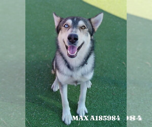 Medium Photo #1 Siberian Husky Puppy For Sale in Pasadena, TX, USA