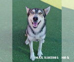 MAX - Male Siberian Husky Dog for Adoption - Small photo