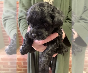 YorkiePoo Puppy for Sale in LYNCHBURG, Virginia USA