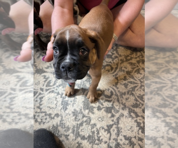 Medium Photo #1 Boxer Puppy For Sale in NEWARK, OH, USA