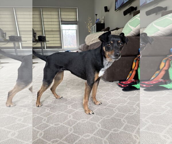 Medium Photo #2 Miniature Pinscher-Unknown Mix Puppy For Sale in Arlington, VA, USA