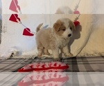Small #4 Samoyed