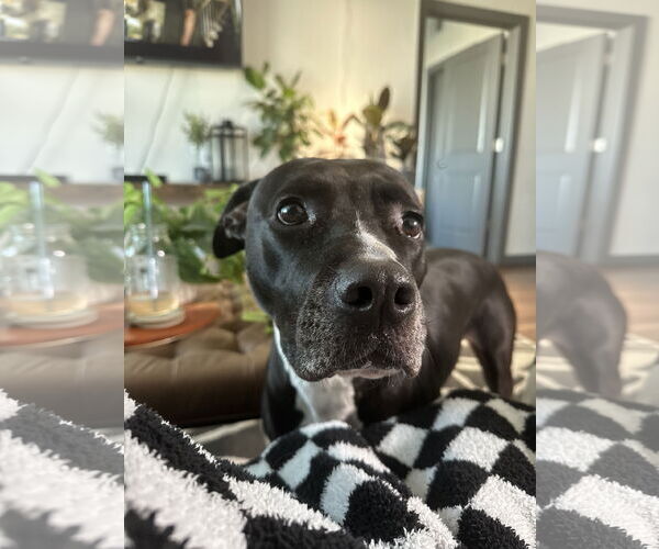 Medium Photo #4 American Pit Bull Terrier-Unknown Mix Puppy For Sale in Chandler, AZ, USA