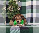 Small Photo #4 Dachshund Puppy For Sale in LEOLA, PA, USA