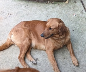 Golden Retriever Dogs for adoption in STANLEY, NC, USA