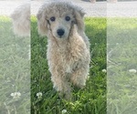 Small #5 Poodle (Toy)