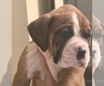 Small Boxer