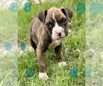 Small #5 Boxer