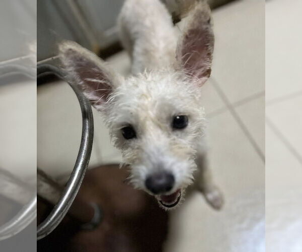 Medium Photo #1 Mutt Puppy For Sale in San Diego, CA, USA