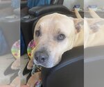 Small Photo #21 American Pit Bull Terrier-American Staffordshire Terrier Mix Puppy For Sale in Spotsylvania, VA, USA