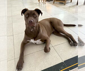 Charlie Brown - Male Labrador Retriever-Unknown Mix Dog for Adoption - Photo #4
