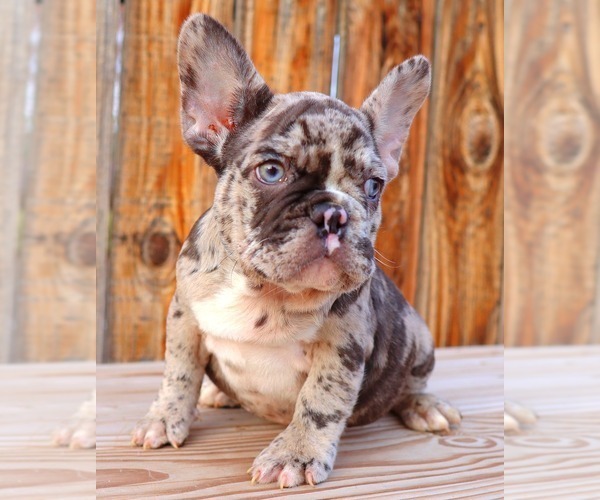 Medium Photo #2 French Bulldog Puppy For Sale in BEVERLY HILLS, CA, USA
