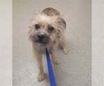 Small Photo #5 Mutt Puppy For Sale in Corona, CA, USA