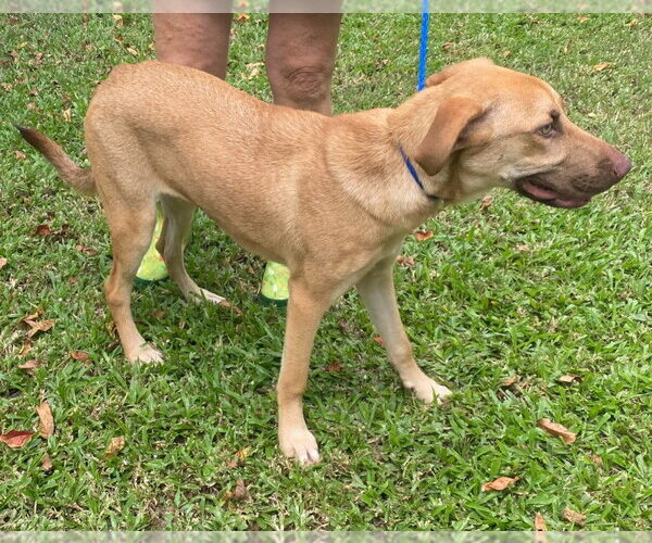 Medium Photo #3 German Shepherd Dog-Unknown Mix Puppy For Sale in Canton, CT, USA