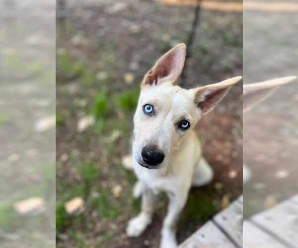 Medium Photo #1 Siberian Husky-Unknown Mix Puppy For Sale in Placerville, CA, USA