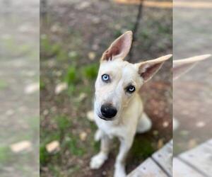 Siberian Husky-Unknown Mix Dogs for adoption in Placerville, CA, USA