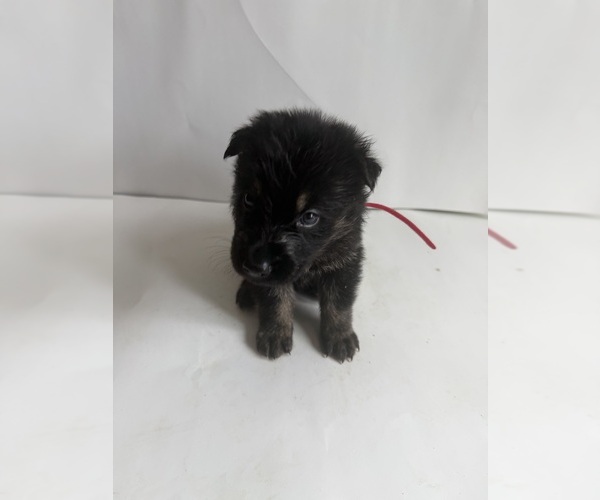 Medium Photo #12 German Shepherd Dog Puppy For Sale in ONTARIO, CA, USA