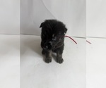 Small #11 German Shepherd Dog