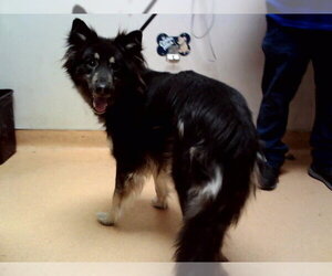 German Shepherd Dog-Unknown Mix Dogs for adoption in Martinez, CA, USA
