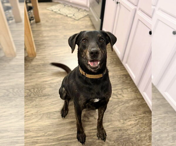 Medium Photo #1 Labrador Retriever-Unknown Mix Puppy For Sale in Holly Springs, NC, USA