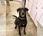 Small Labrador Retriever Mix
