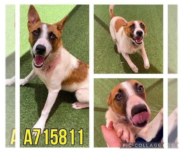 Medium Photo #2 Mutt Puppy For Sale in San Antonio, TX, USA