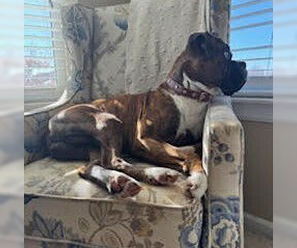 Medium Photo #3 Boxer Puppy For Sale in Austin, TX, USA