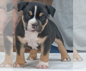 American Bully Puppy for Sale in JOHNSTOWN, Pennsylvania USA