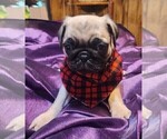 Small Photo #10 Pug Puppy For Sale in WHITTIER, NC, USA