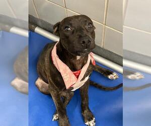 American Staffordshire Terrier-Unknown Mix Dogs for adoption in San Antonio, TX, USA