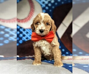 Cock-A-Poo-Poodle (Miniature) Mix Puppy for sale in KIRKWOOD, PA, USA