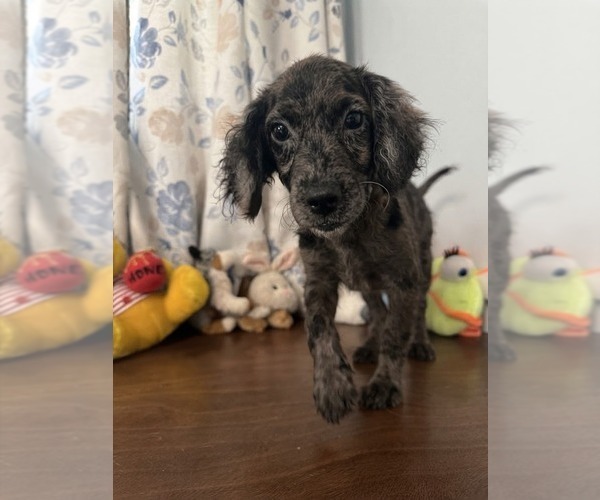 Medium Photo #6 Cockapoo (Miniature) Puppy For Sale in DURHAM, CT, USA