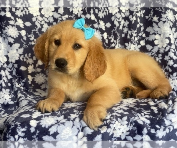 Medium Photo #5 Golden Retriever Puppy For Sale in LAKELAND, FL, USA