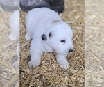Small #4 Great Pyrenees