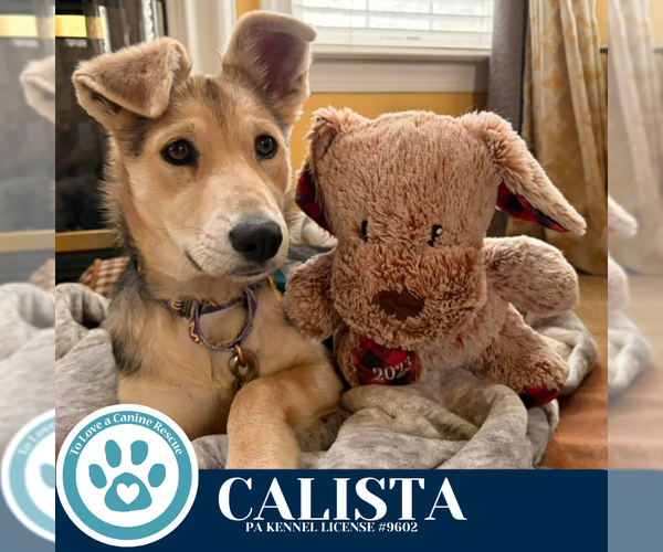 Medium Photo #3 Mutt Puppy For Sale in Kimberton, PA, USA