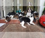 Small #2 Beagle-Bluetick Coonhound Mix