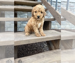 Medium Goldendoodle (Miniature)