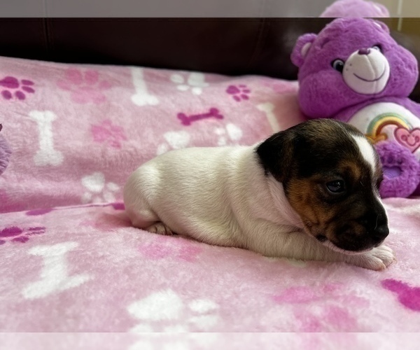 Medium Photo #3 Parson Russell Terrier Puppy For Sale in TEMECULA, CA, USA
