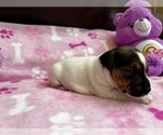 Small Photo #3 Parson Russell Terrier Puppy For Sale in TEMECULA, CA, USA