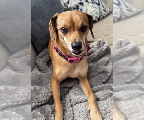 Medium Photo #2 Chiweenie Puppy For Sale in Decatur, GA, USA