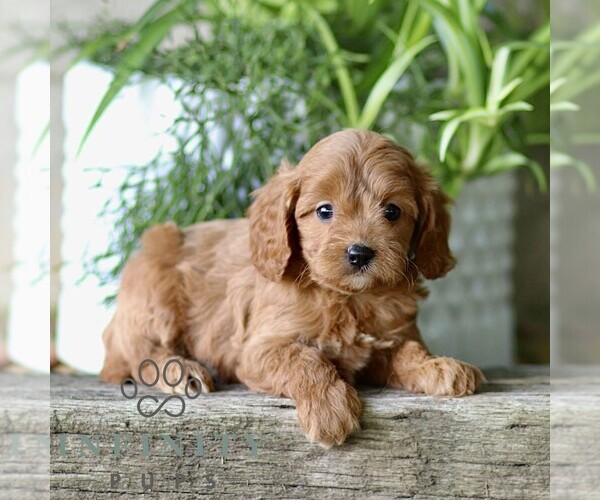 Medium Photo #2 Cavapoo (Miniature) Puppy For Sale in PARADISE, PA, USA