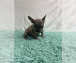 Small Photo #14 French Bulldog Puppy For Sale in CHESAPEAKE, VA, USA