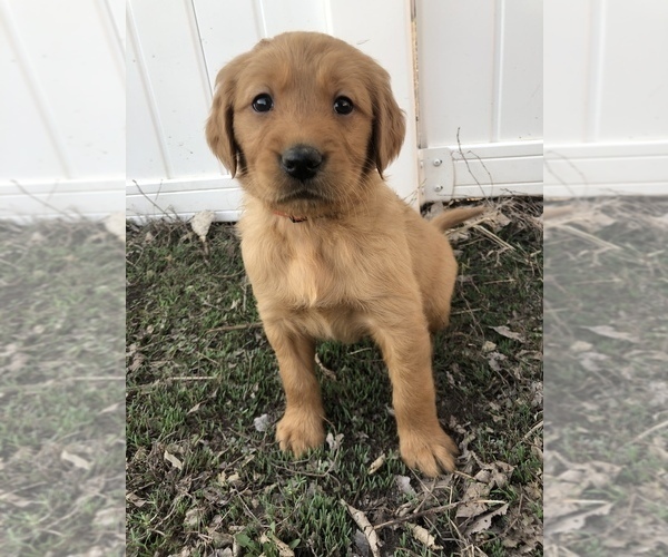 Medium Photo #5 Golden Retriever Puppy For Sale in VESTA, MN, USA